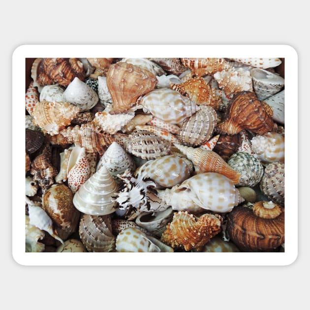 Sea Shells Sticker by AlexaZari